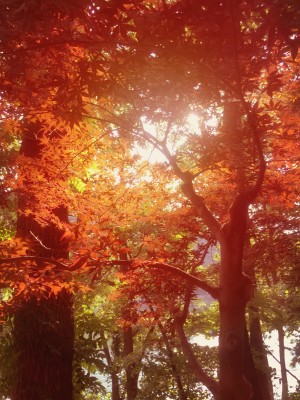 Autumn Leaves