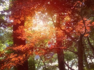 Autumn Leaves 2