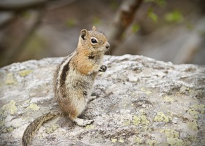 Chipmunk 2