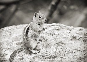 Chipmunk 2 in Black and White
