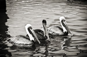 Pelicans in Black and White