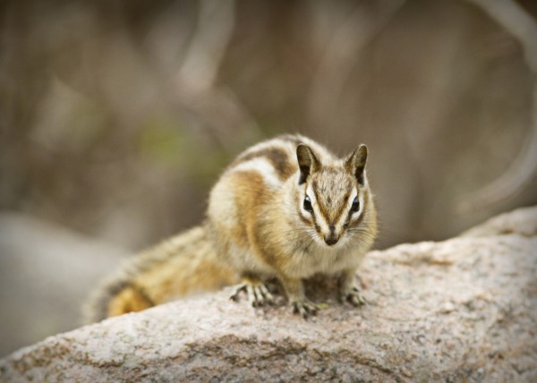 Chipmunk  Print