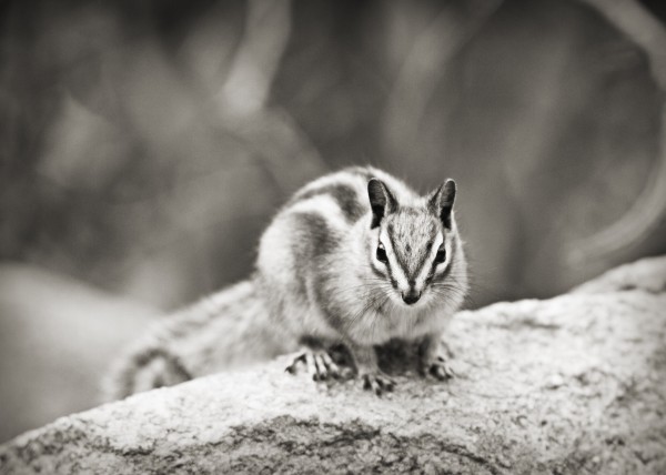 Chipmunk in Black and White  Print