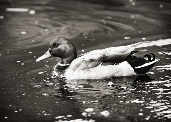 Duck in Black and White  Print