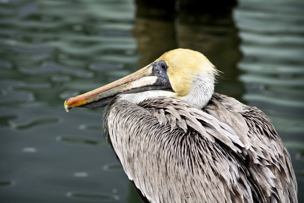 Pelican 1  Print