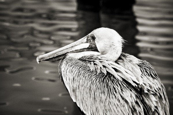 Pelican 1 in Black and White  Print
