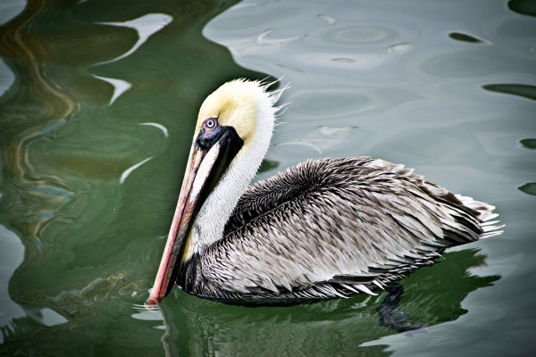 Pelican 2  Print