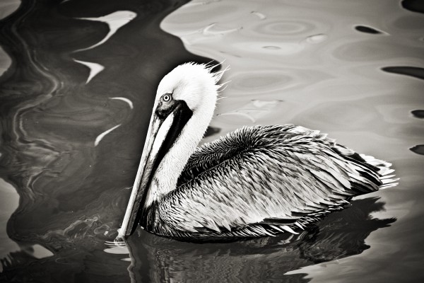 Pelican 2 in Black and White  Print