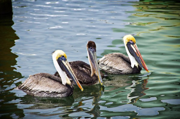 Pelicans  Print