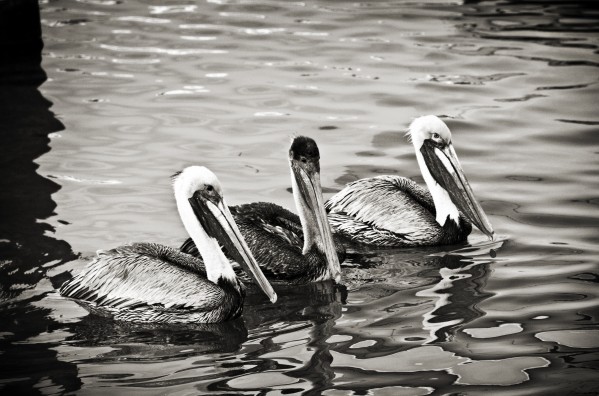 Pelicans in Black and White  Print