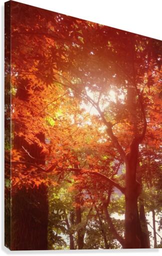 Autumn Leaves  Canvas Print