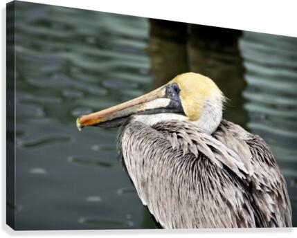 Pelican 1  Canvas Print