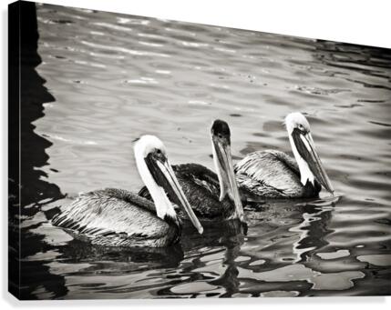 Pelicans in Black and White  Canvas Print