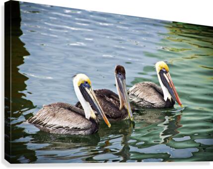 Pelicans  Canvas Print