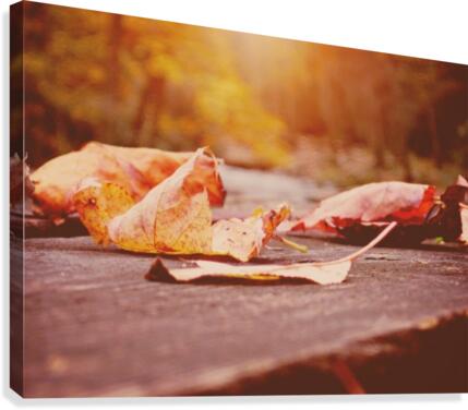 Fallen  Canvas Print