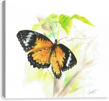 Butterfly  Canvas Print