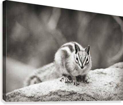 Chipmunk in Black and White  Canvas Print