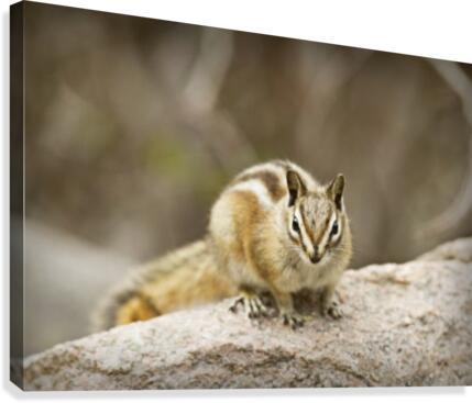 Chipmunk  Canvas Print