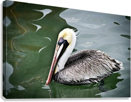 Pelican 2  Canvas Print