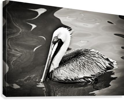 Pelican 2 in Black and White  Canvas Print