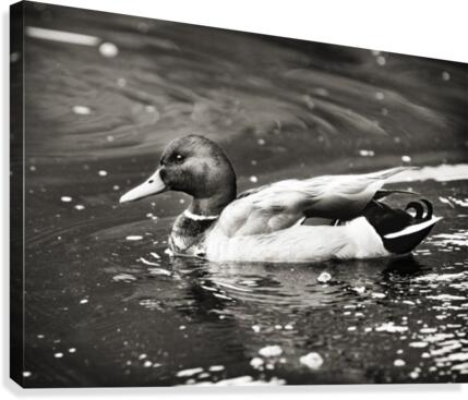Duck in Black and White  Canvas Print