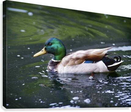 Duck  Canvas Print