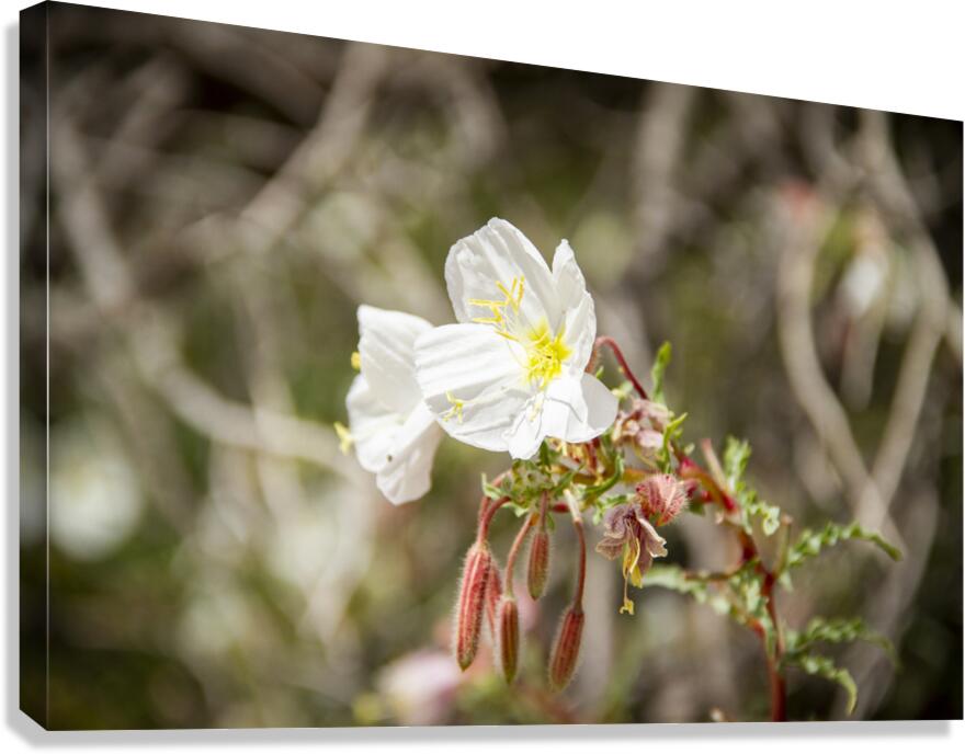 CO 2023 CONational Monument flower3 Canvas Print