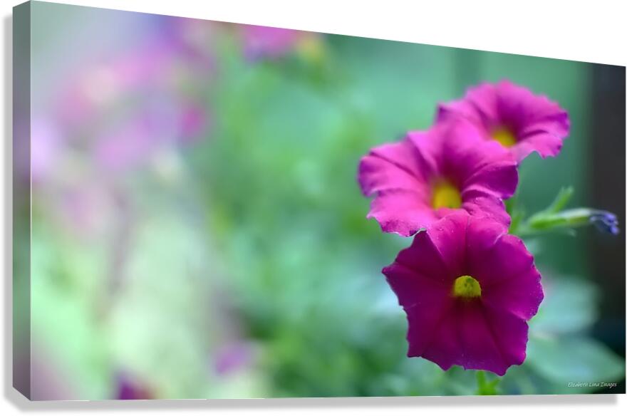 DSC 7644 1 Canvas Print