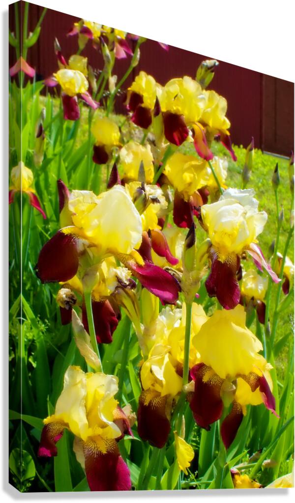 DSC 6499 1 2 Canvas Print