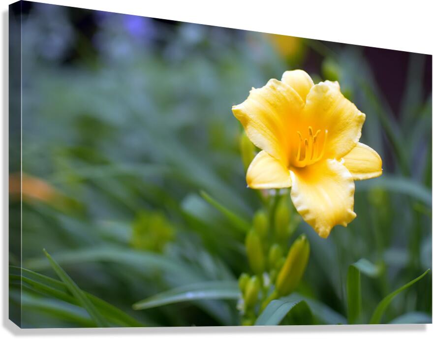 DSC 7633 1 Canvas Print