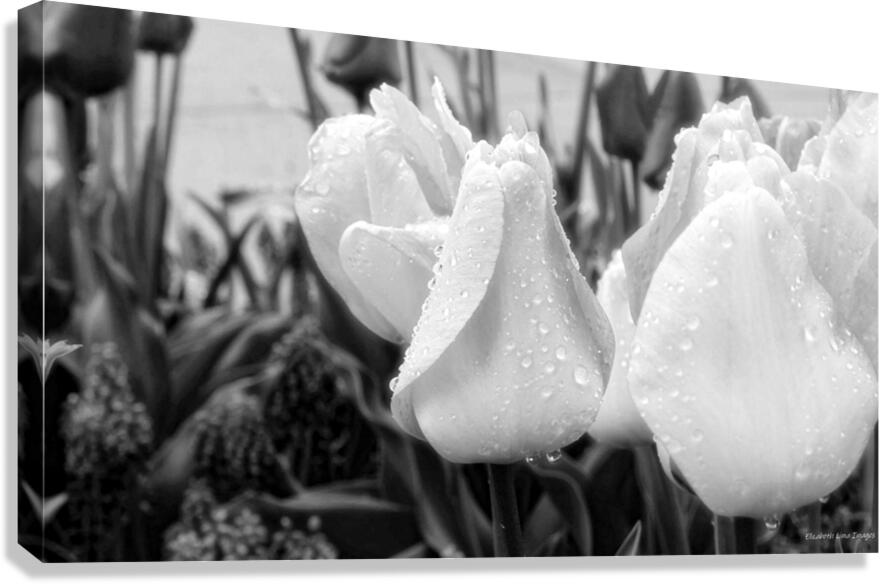 DSC 7270 1 Canvas Print