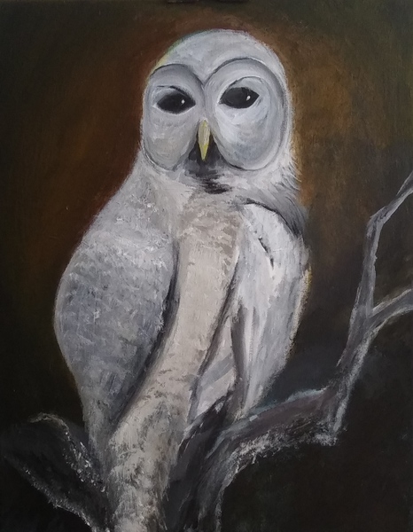 Barn owl Print