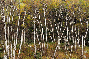 Autumn Landscape 3