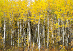 Autumn Landscape 4