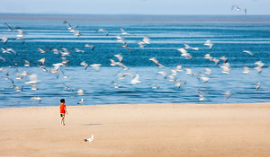 Boy and Gulls