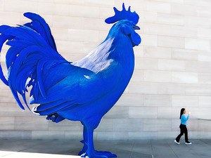 Blue Rooster