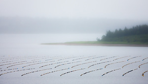 Mussel Farm