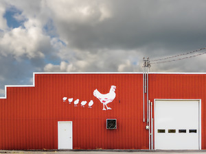 Poultry Farm