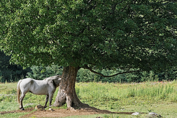 Horse and Tree Print