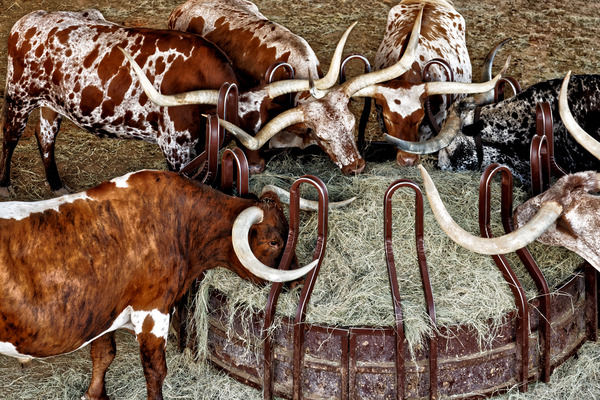 Longhorns Print