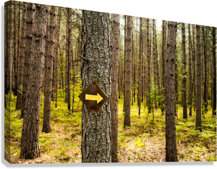 This Way Canvas Print