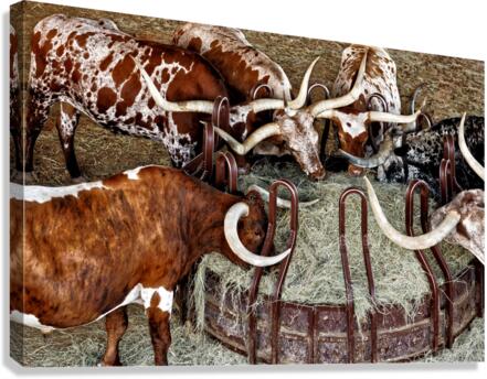 Longhorns Canvas Print