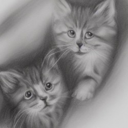 Kitten Friends