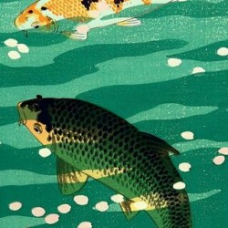 Japanese Koi fish