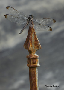 Azul the Dragonfly