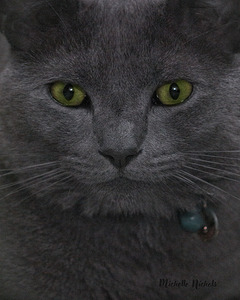Green Eyed Fonzie