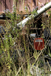 Flowers in the Junkyard