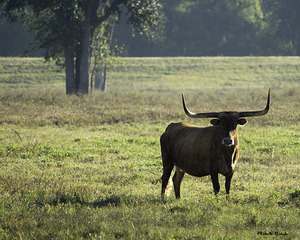 Long Horns