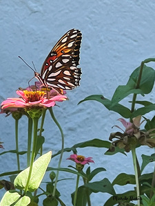 Southern Royalty In Bloom copy