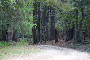A Country Lane